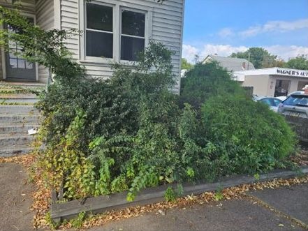 Before: an overgrown shrub along the house and leaves scattered across the steps and walk
